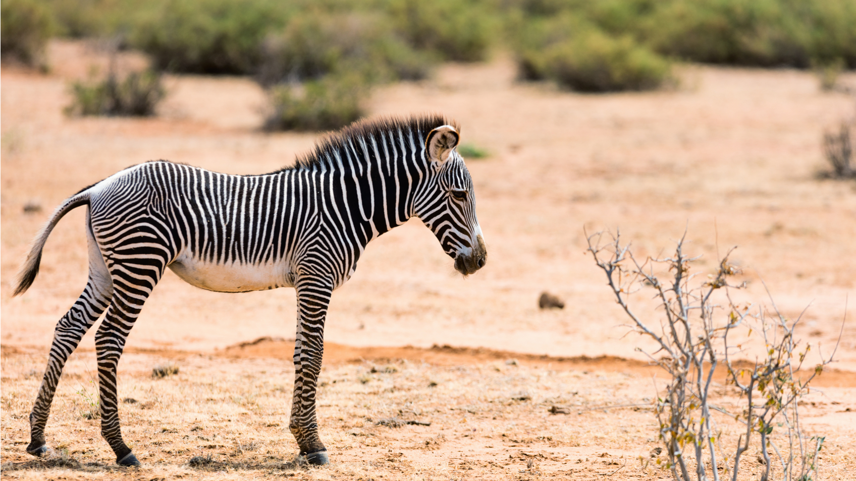 A baby Grevy's zebra in Samburu National Reserve.
